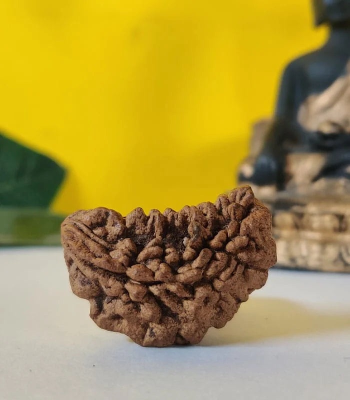 1 Mukhi Rudraksha - Original Ek Mukhi Rudraksha Bead