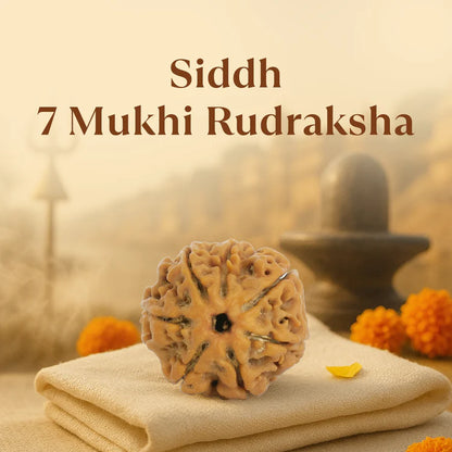 Nepal Origin 7 Mukhi Rudraksha - 18mm - 22mm