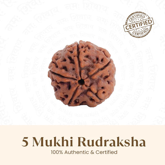 Nepal Origin 5 Mukhi Rudraksha - 18mm - 22mm