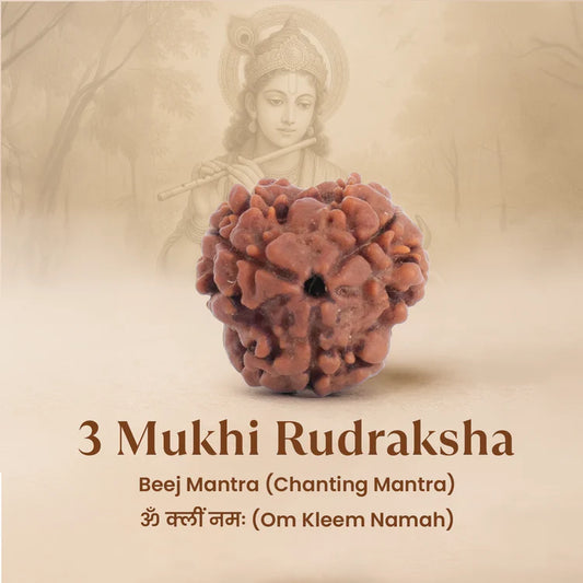 Nepal Origin 3 Mukhi Rudraksha — For Inner Purification, Confidence & Spiritual Renewal