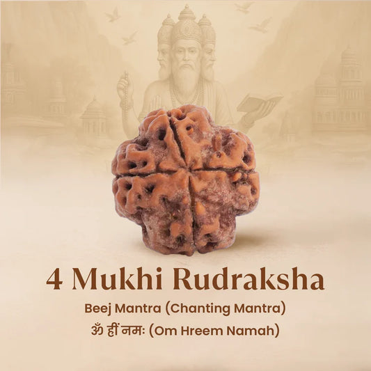 Nepal Origin 4 Mukhi Rudraksha — For Wisdom, Creativity & Communication Clarity