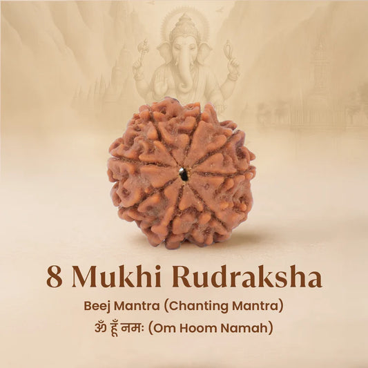 Nepal Origin 8 Mukhi Rudraksha — For Stability, Success & Removal of Obstacles