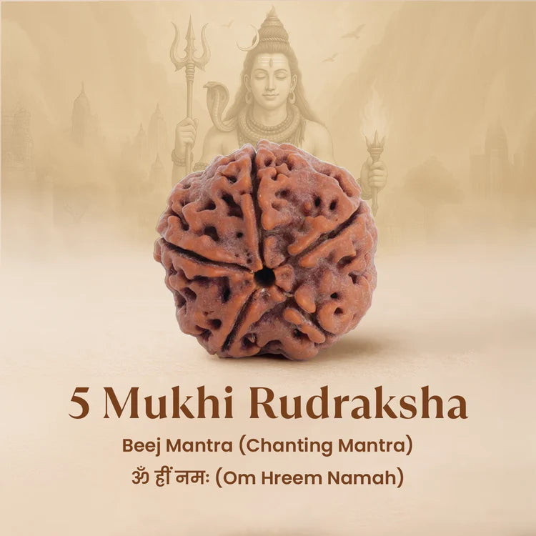 Nepal Origin 5 Mukhi Rudraksha - 18mm - 22mm