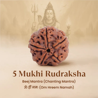 Nepal Origin 5 Mukhi Rudraksha - 18mm - 22mm
