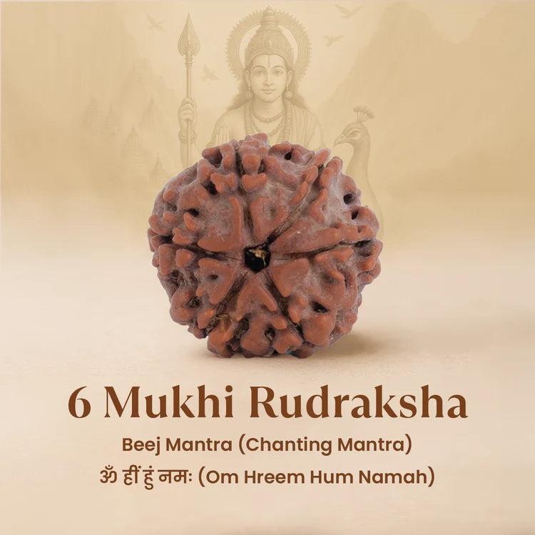 Nepal Origin 6 Mukhi Rudraksha - 18mm - 22mm