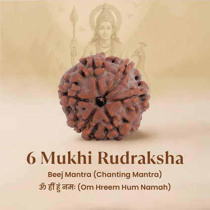 Nepal Origin 6 Mukhi Rudraksha - 18mm - 22mm