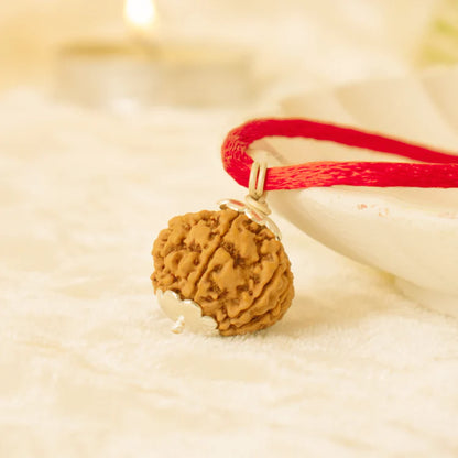 Nepal Origin 7 Mukhi Rudraksha - 18mm - 22mm